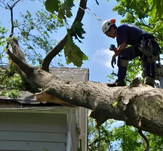 House Emergency Tree Removal