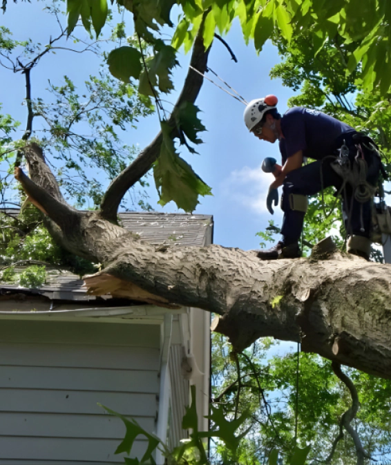 House Emergency Tree Removal